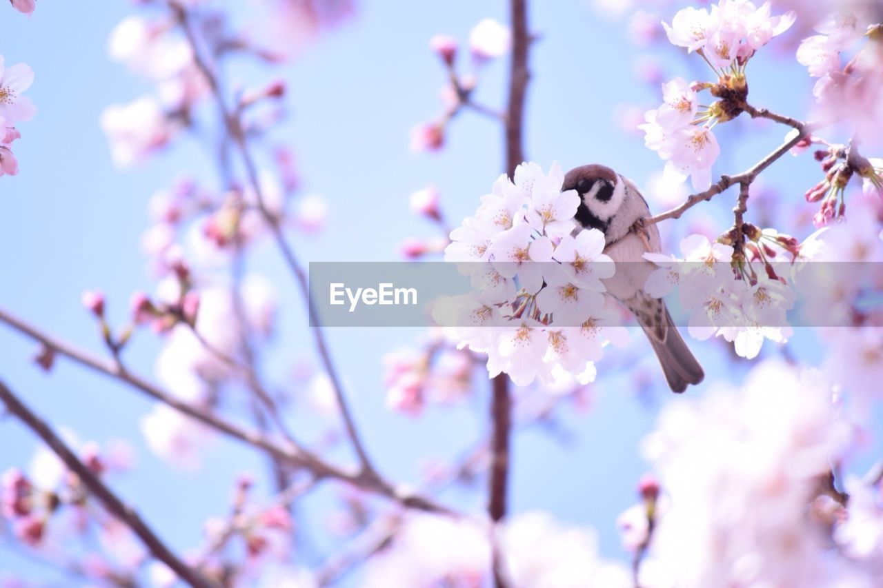 Low angle view of bird perching on flower tree