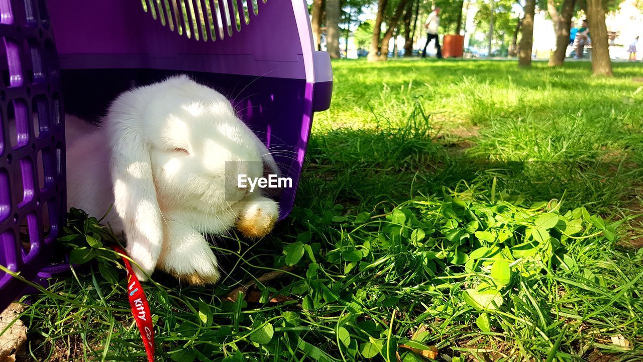 CLOSE-UP OF DOG OUTDOORS