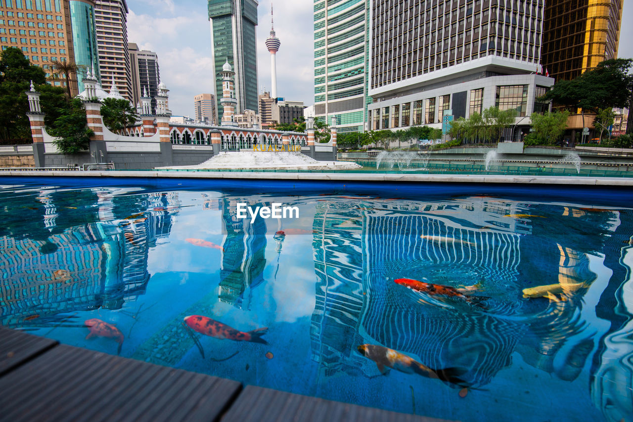 Koi carps swimming in pool against buildings in city