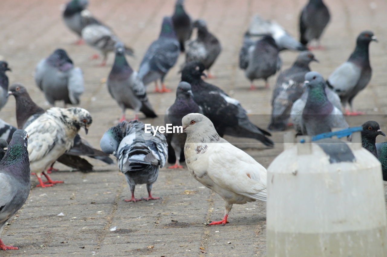 Pigeons perching in a city