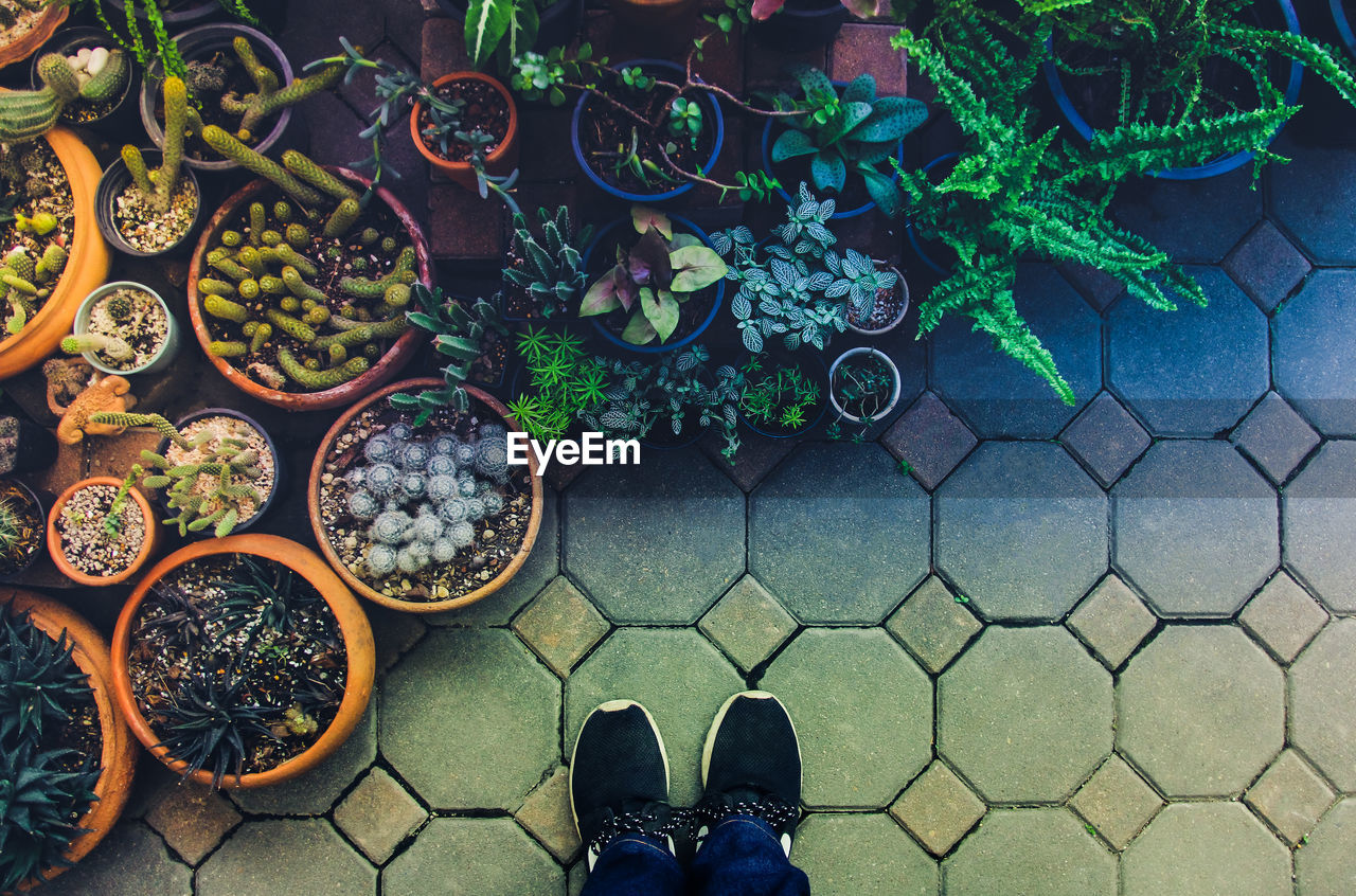 Low section of person standing by potted plant