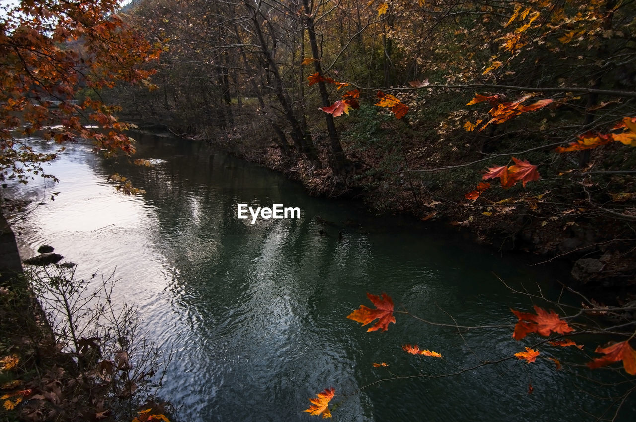 AUTUMN LEAVES IN LAKE