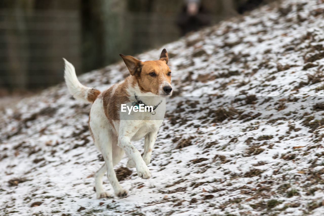 Dog running on field