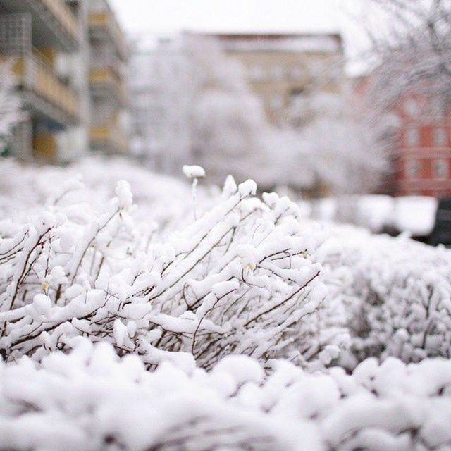 Snow covered dead plants