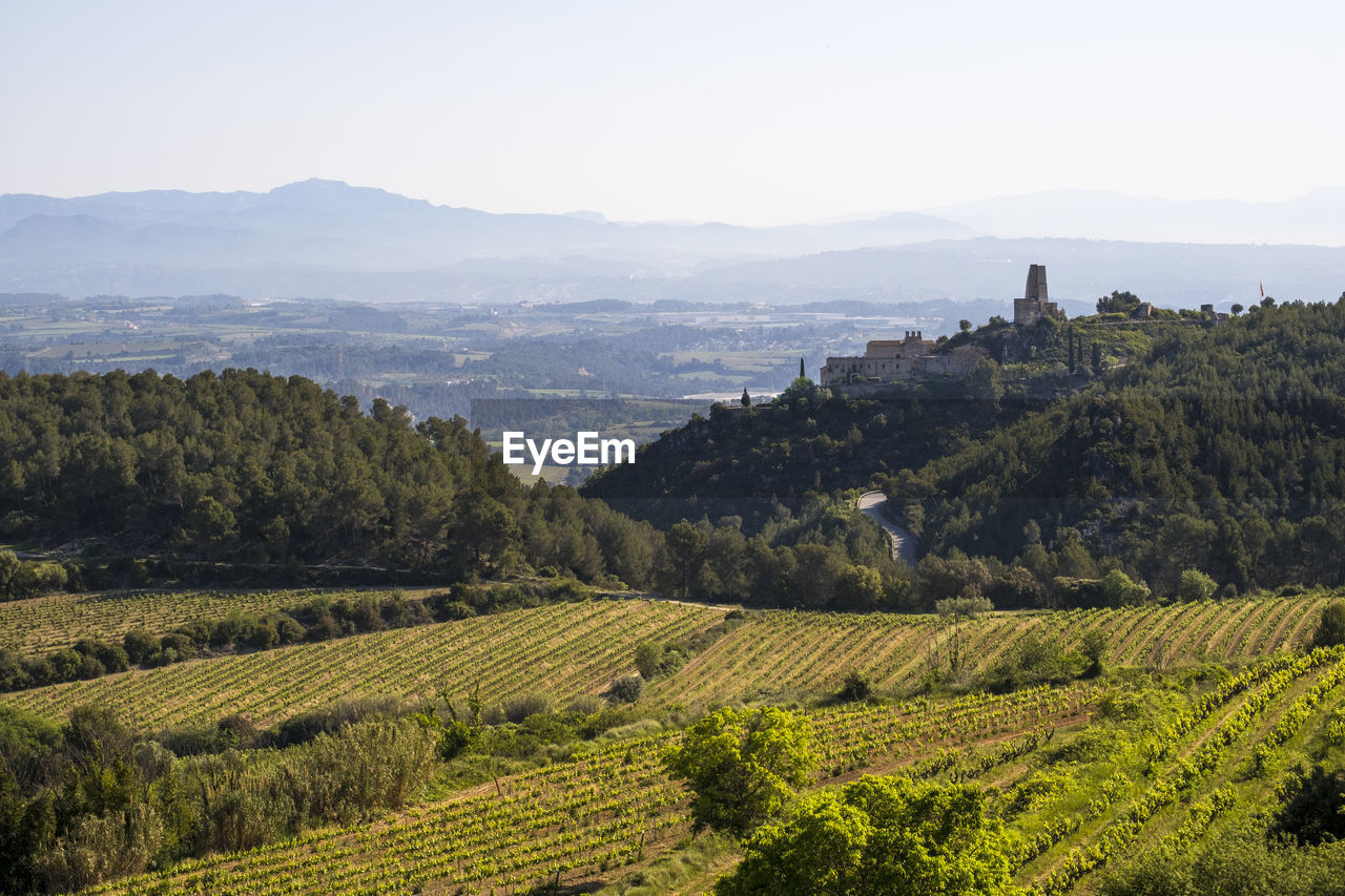 Vineyards in the spring in the subirats wine region in the province of barcelona