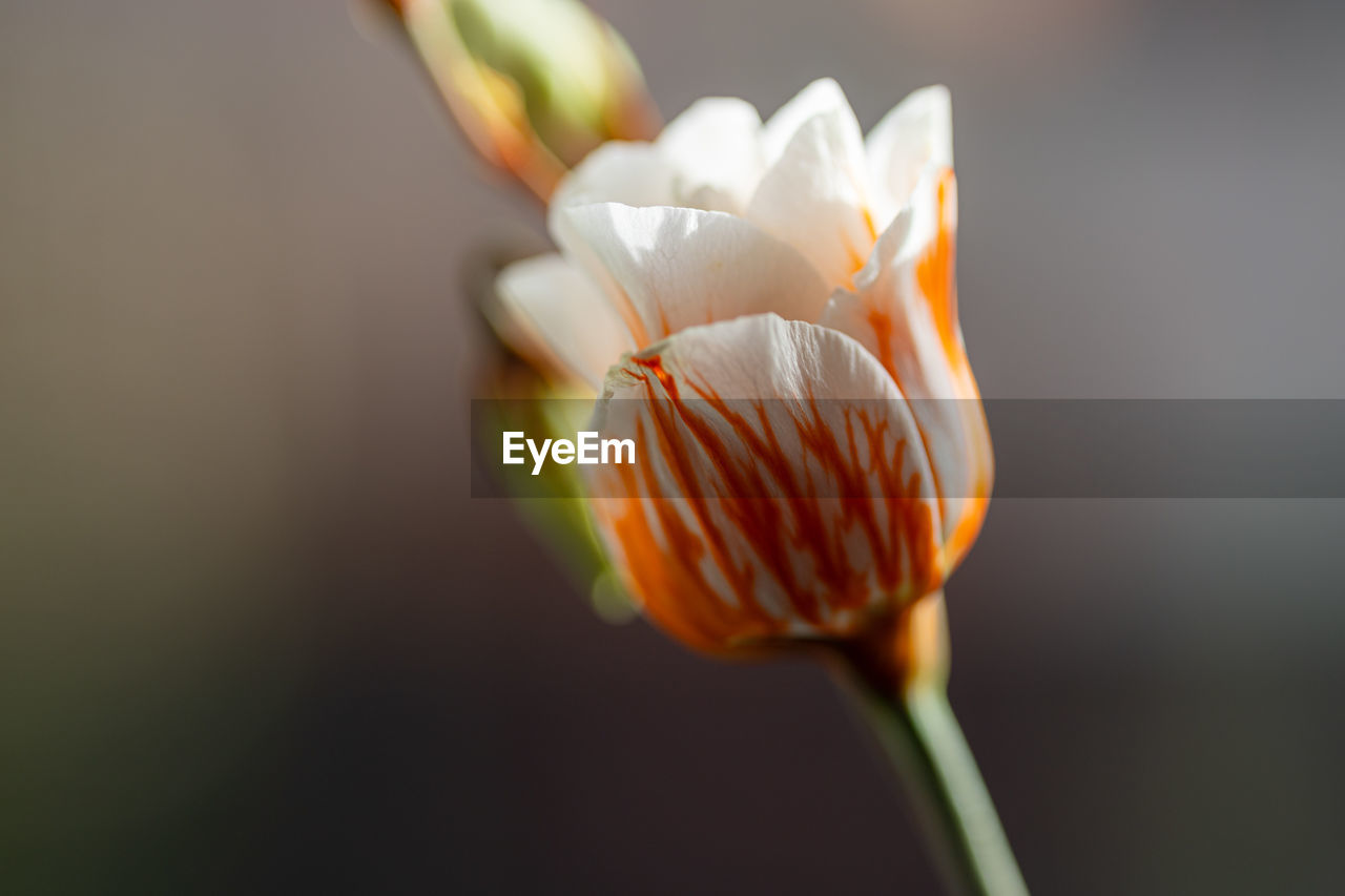 CLOSE-UP OF RED ROSE