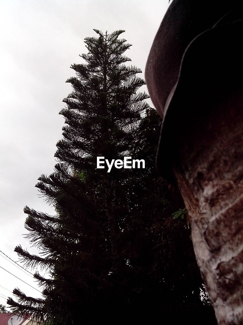 LOW ANGLE VIEW OF TREES AGAINST SKY