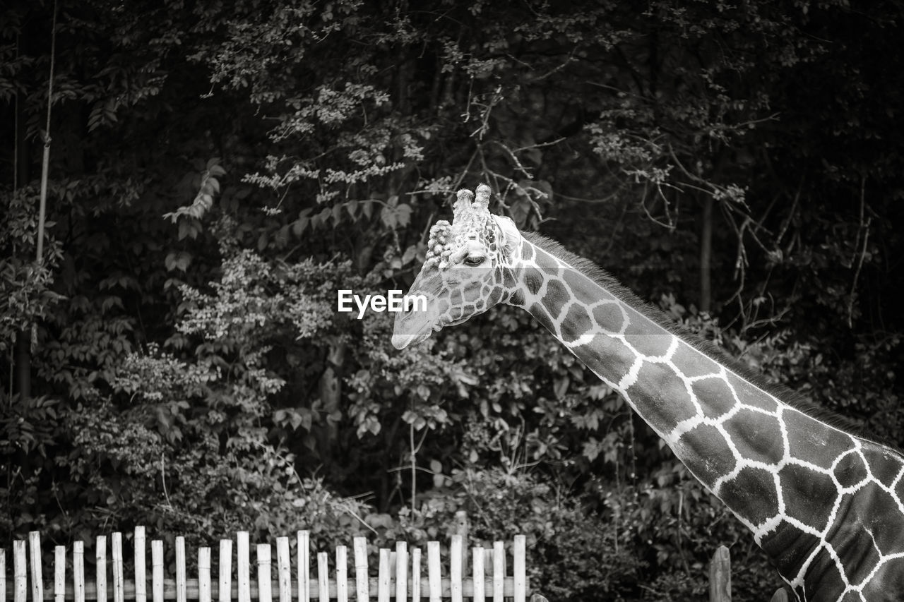 Low angle view of giraffe standing against trees