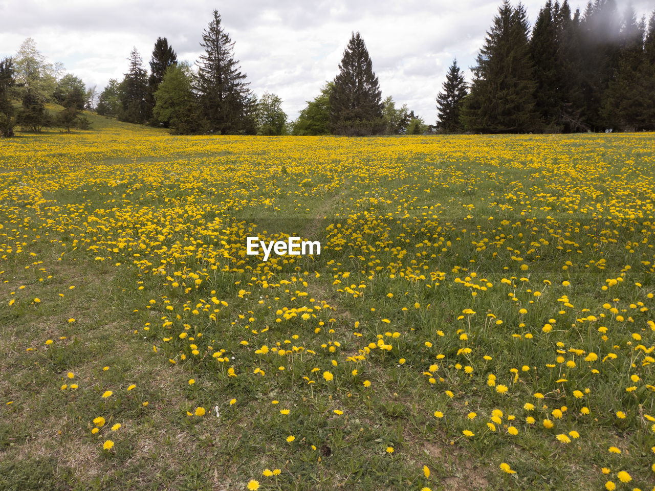 SCENIC VIEW OF YELLOW FLOWERING PLANTS ON FIELD