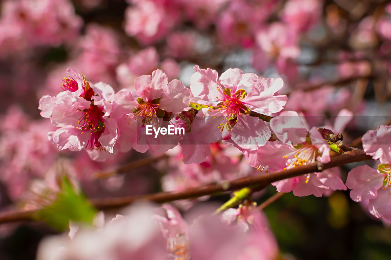 Almonds bloom in the spring garden. beautiful bright pale pink background. a flowering tree branch 