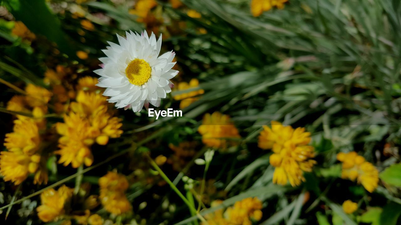 CLOSE-UP OF FRESH WHITE DAISY FLOWERS BLOOMING OUTDOORS