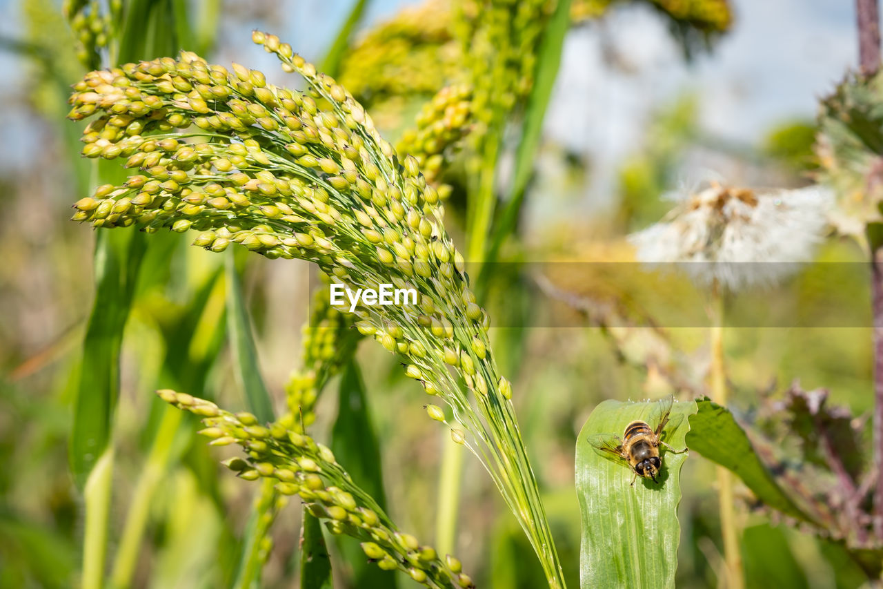 plant, nature, agriculture, growth, food, crop, landscape, food and drink, field, land, beauty in nature, flower, close-up, grass, green, rural scene, cereal plant, no people, environment, focus on foreground, outdoors, summer, meadow, environmental conservation, freshness, day, farm, sunlight, plant part, leaf, social issues, yellow, vegetable