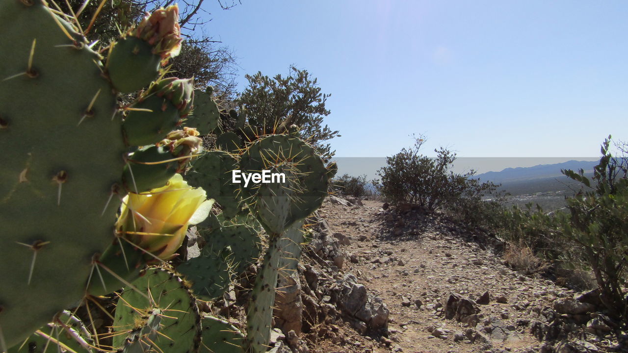 Yellow wildflowers growing on cactus against sky