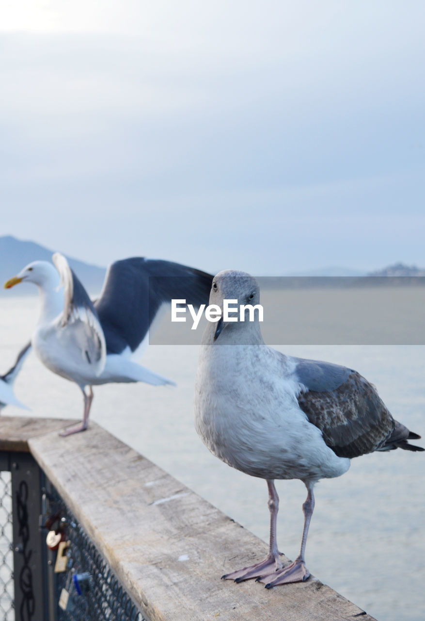 CLOSE-UP OF SEAGULL PERCHING ON RAILING