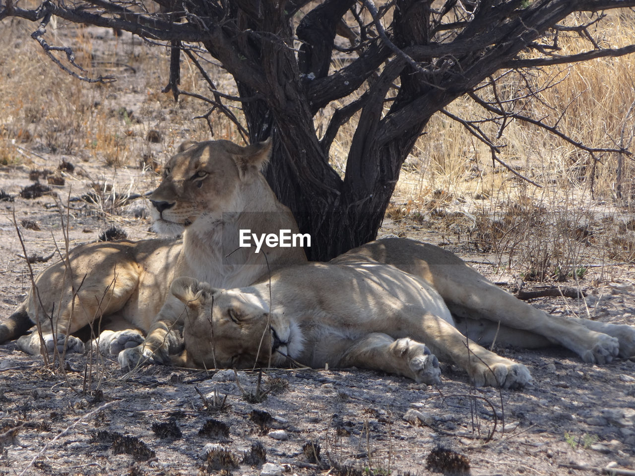 Two lions are resting under a bush in the etosha national park in namibia