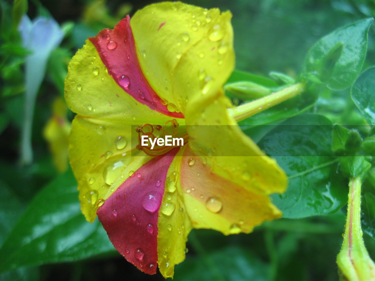 CLOSE-UP OF RAINDROPS ON WET YELLOW FLOWER