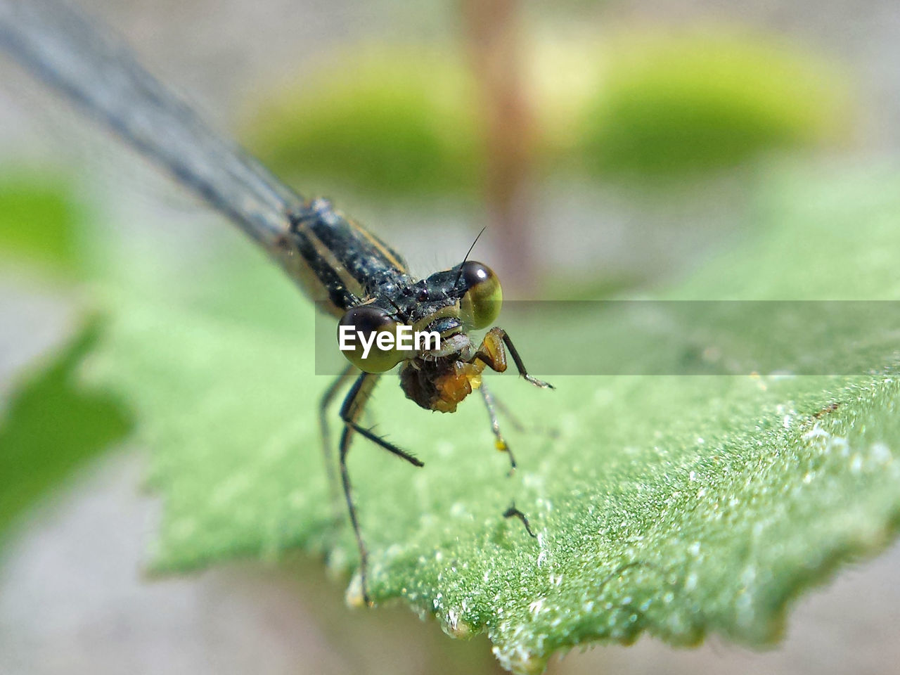 INSECT ON LEAF