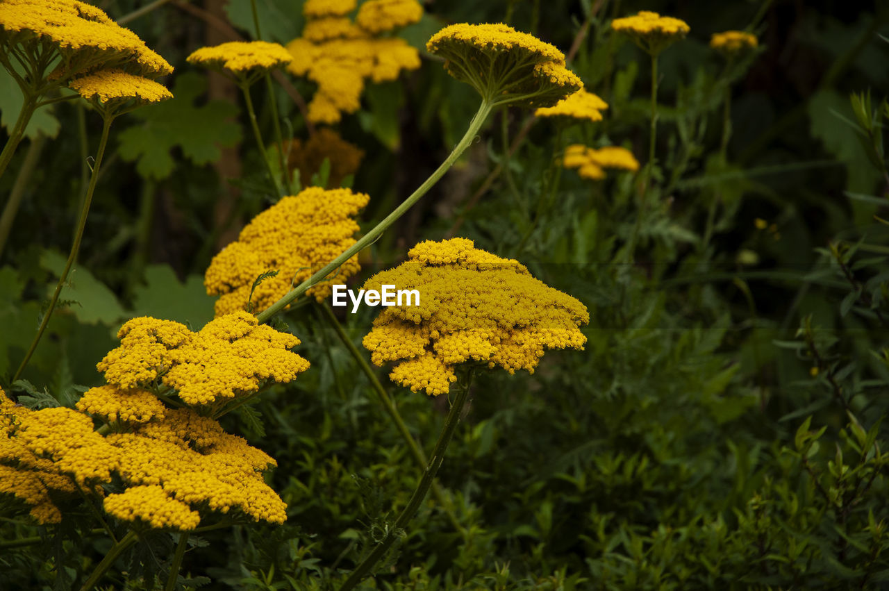 Beautiful yellow inflorescence in early summer