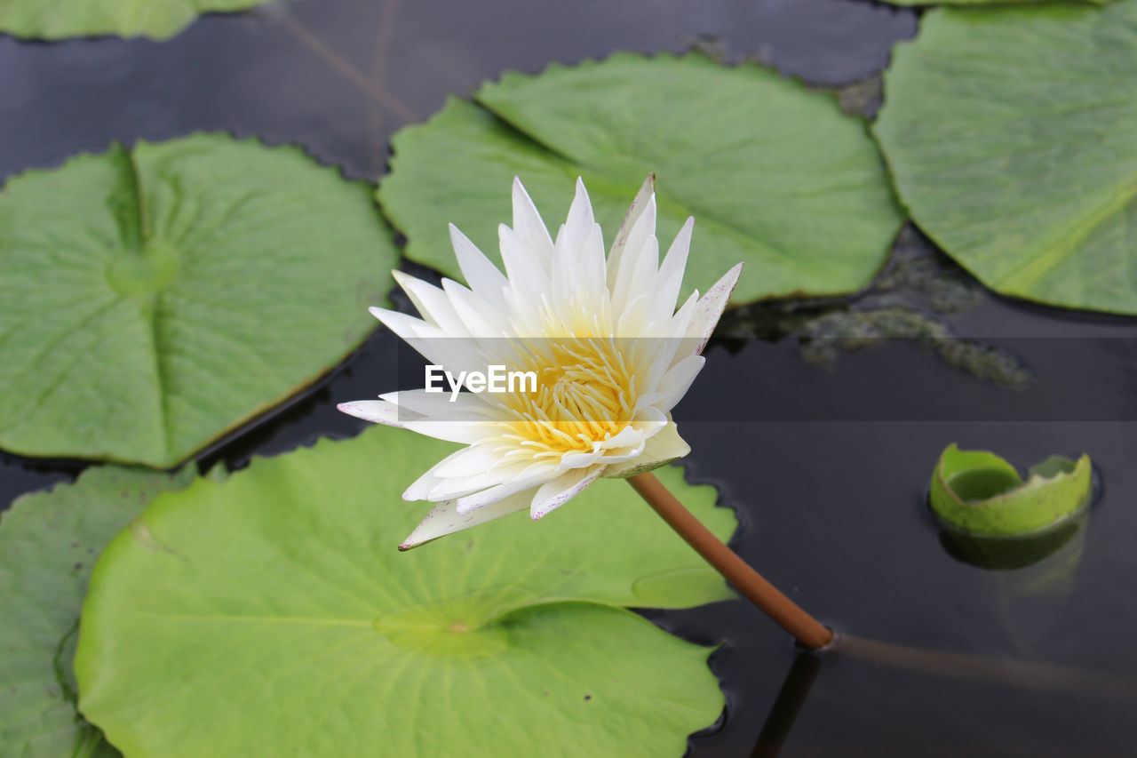 CLOSE-UP OF LOTUS WATER LILY