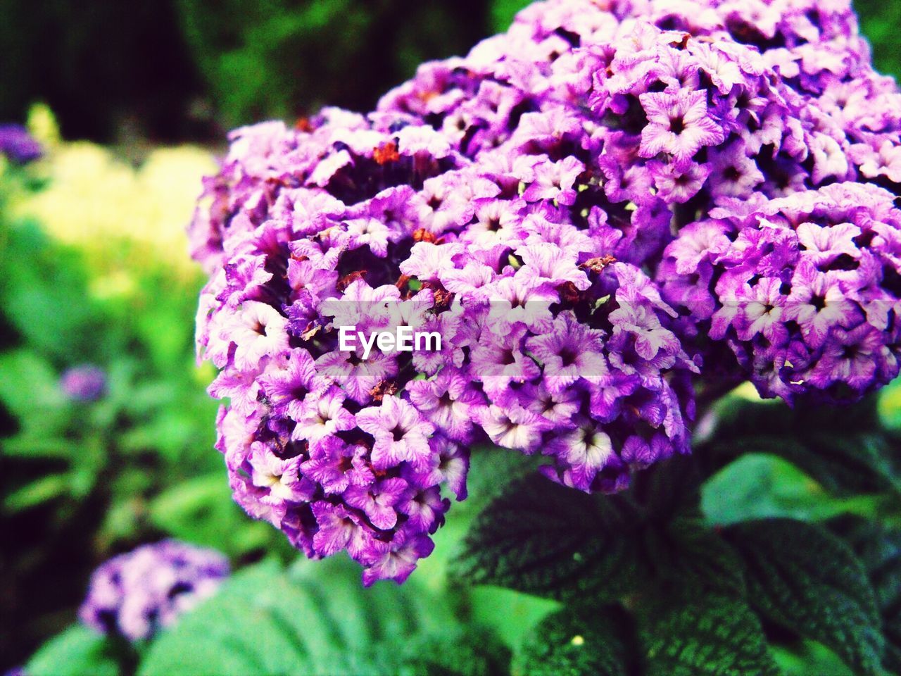 Close-up of purple flowers in park