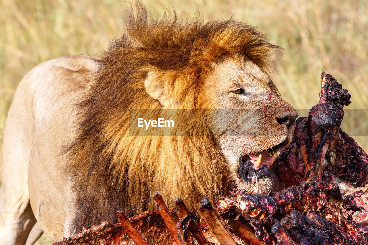 Male lion guarding his kill on the savannah