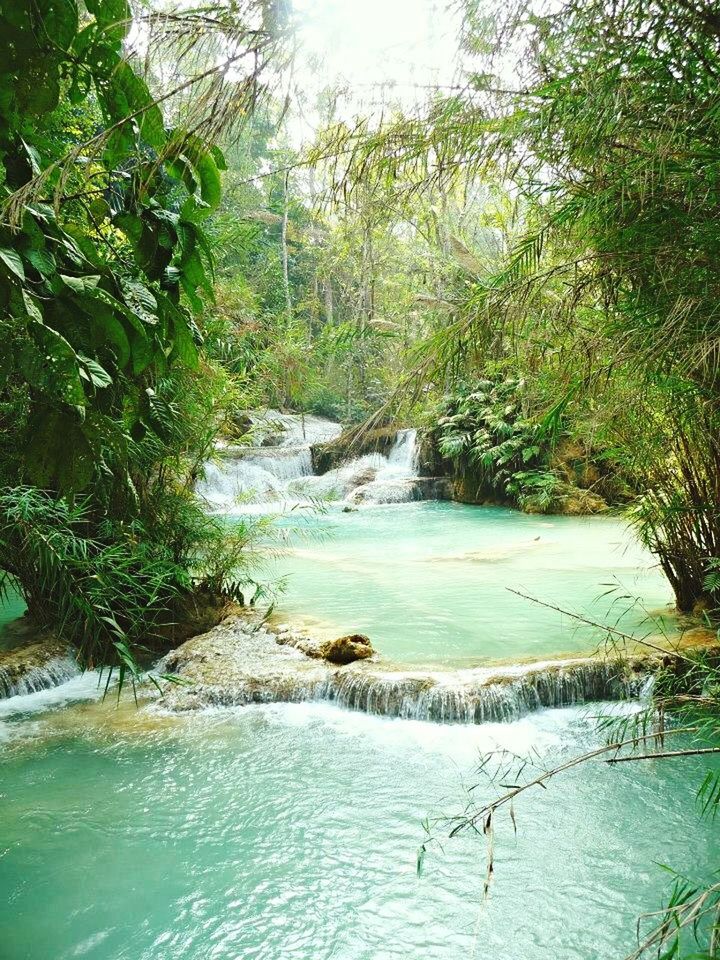 STREAM PASSING THROUGH FOREST