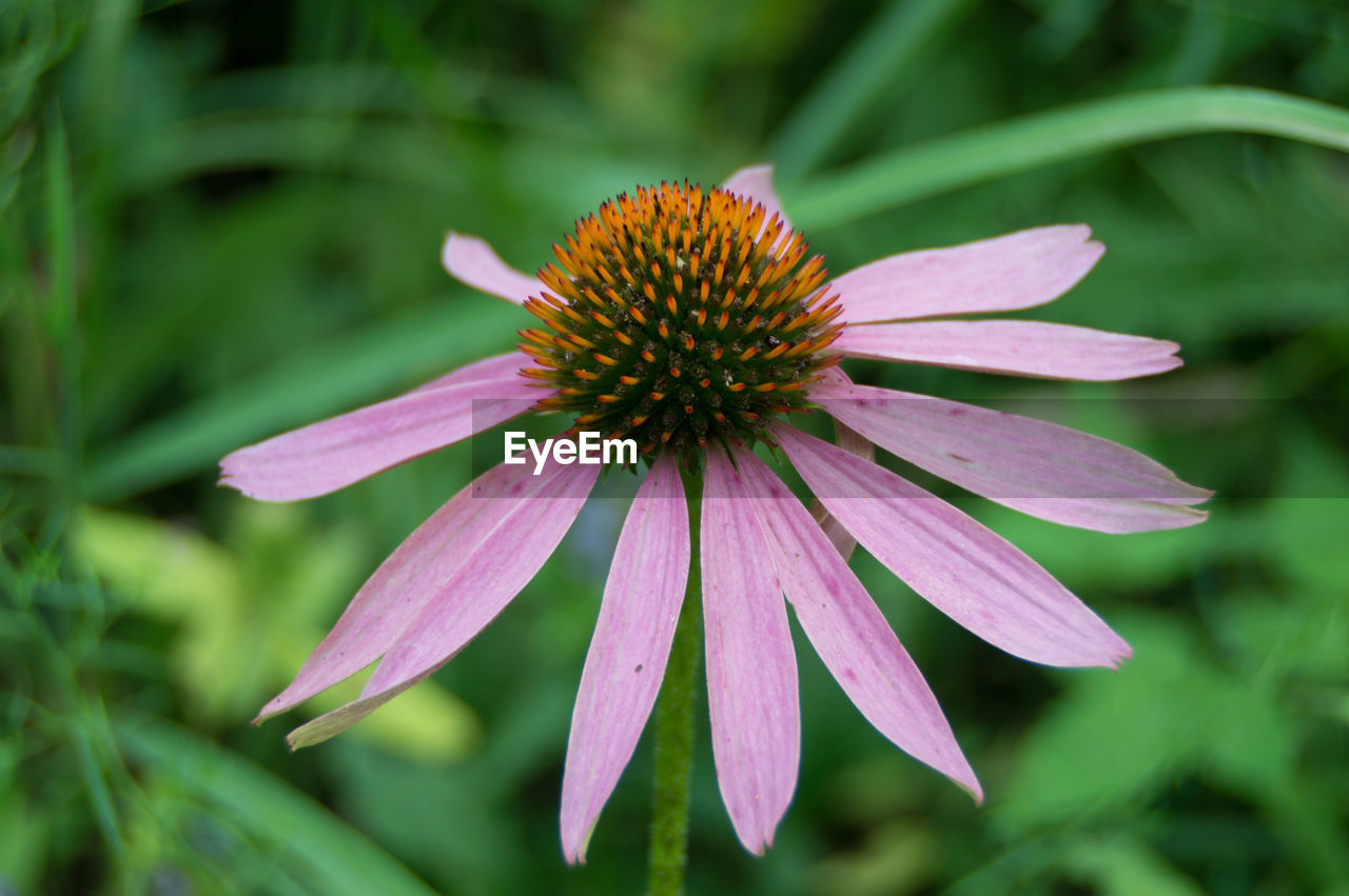 Close-up of eastern purple coneflower blooming outdoors