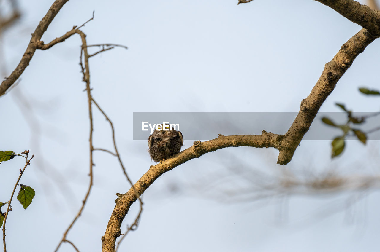 low angle view of bird perching on tree against sky