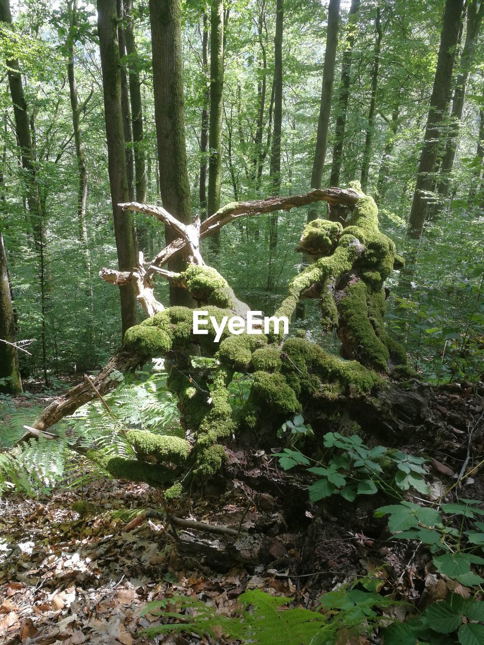 MOSS GROWING ON TREE TRUNK