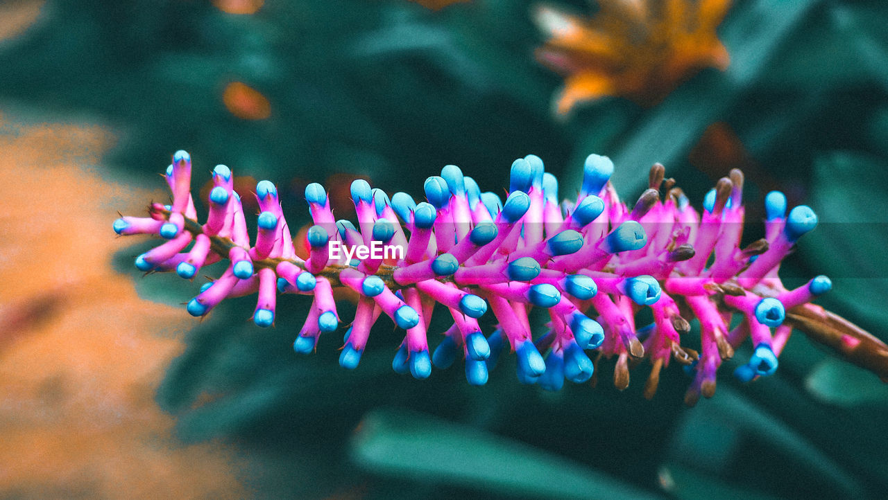 CLOSE-UP OF MULTI COLORED PINK FLOWER