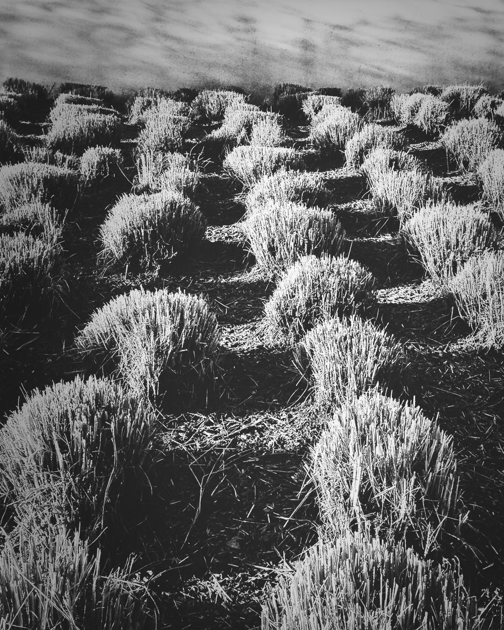 Hay stacks in rows on landscape