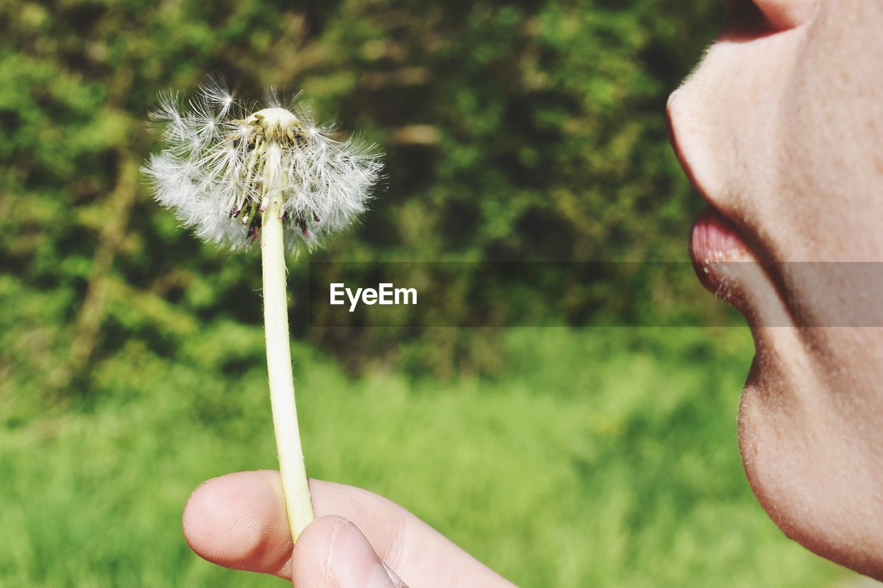 CLOSE-UP OF HAND HOLDING DANDELION