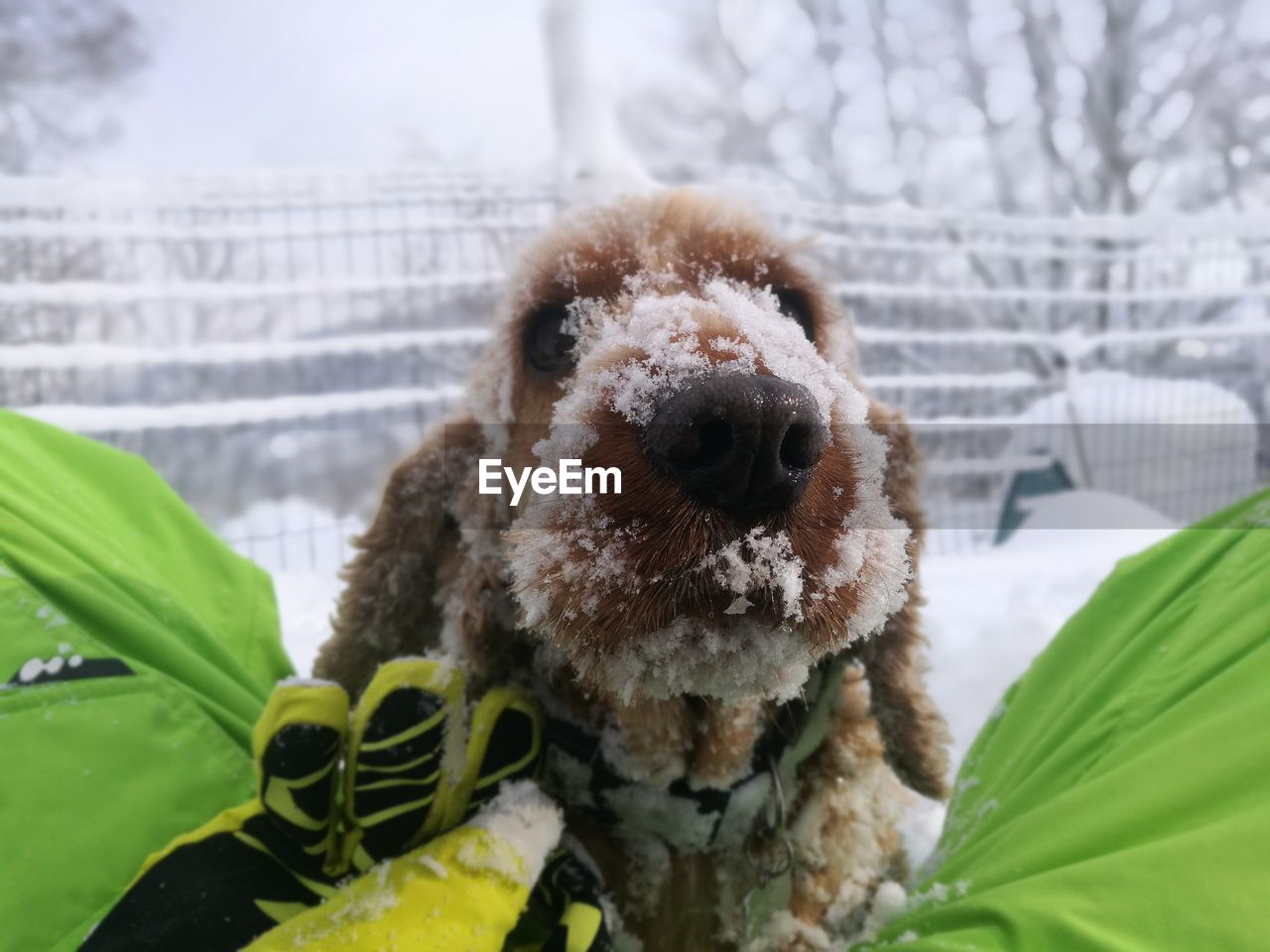 CLOSE-UP PORTRAIT OF DOG IN WINTER