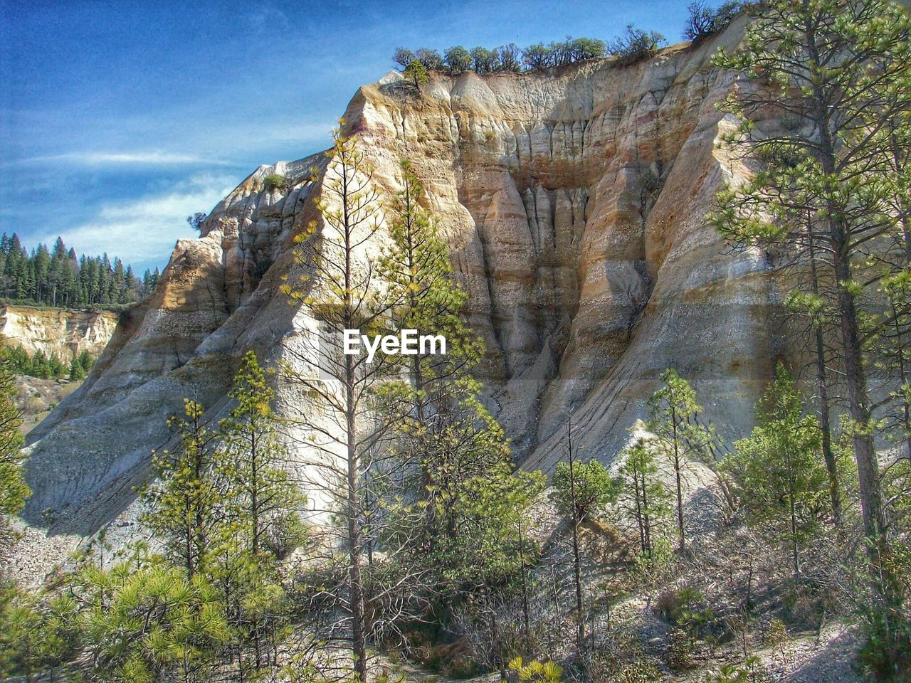 SCENIC VIEW OF TREES ON ROCK