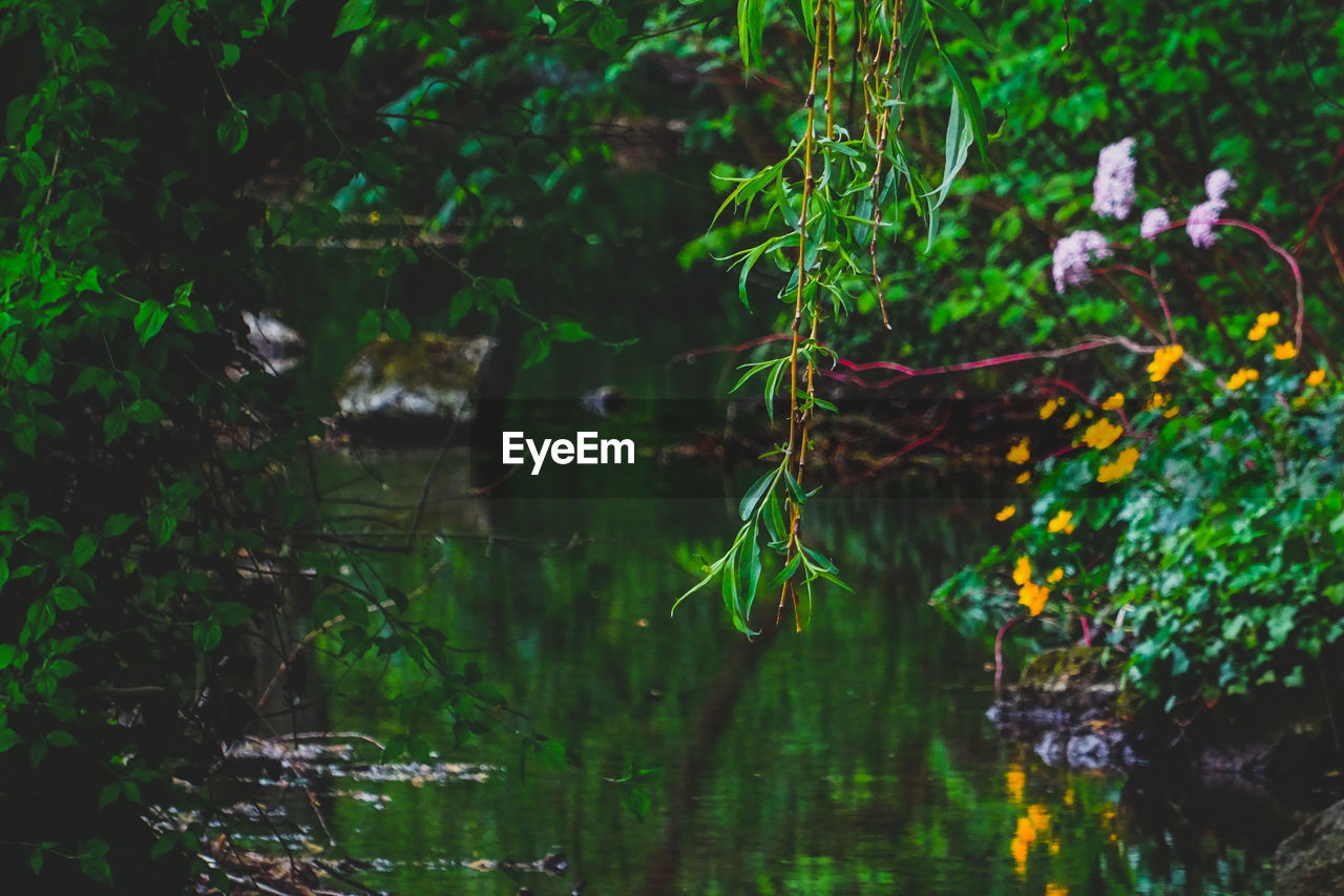 PLANTS GROWING IN LAKE