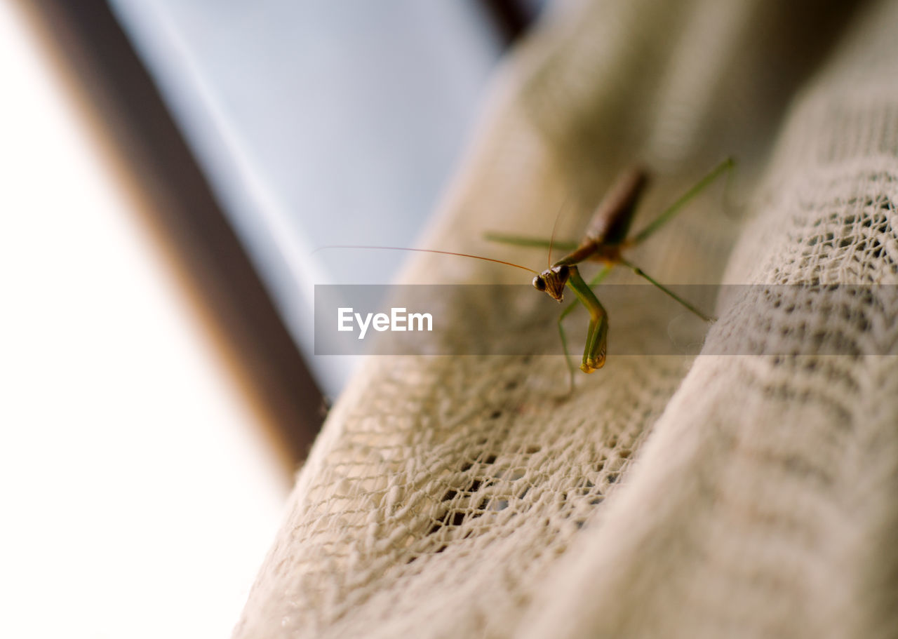 High angle view of grasshopper on jute