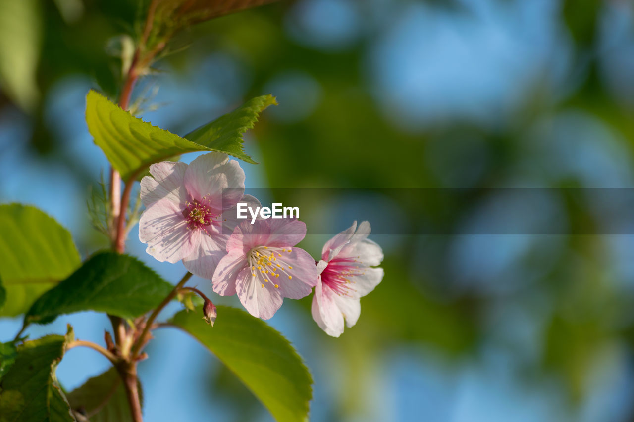 CLOSE-UP OF FRESH FLOWERS BLOOMING IN PARK