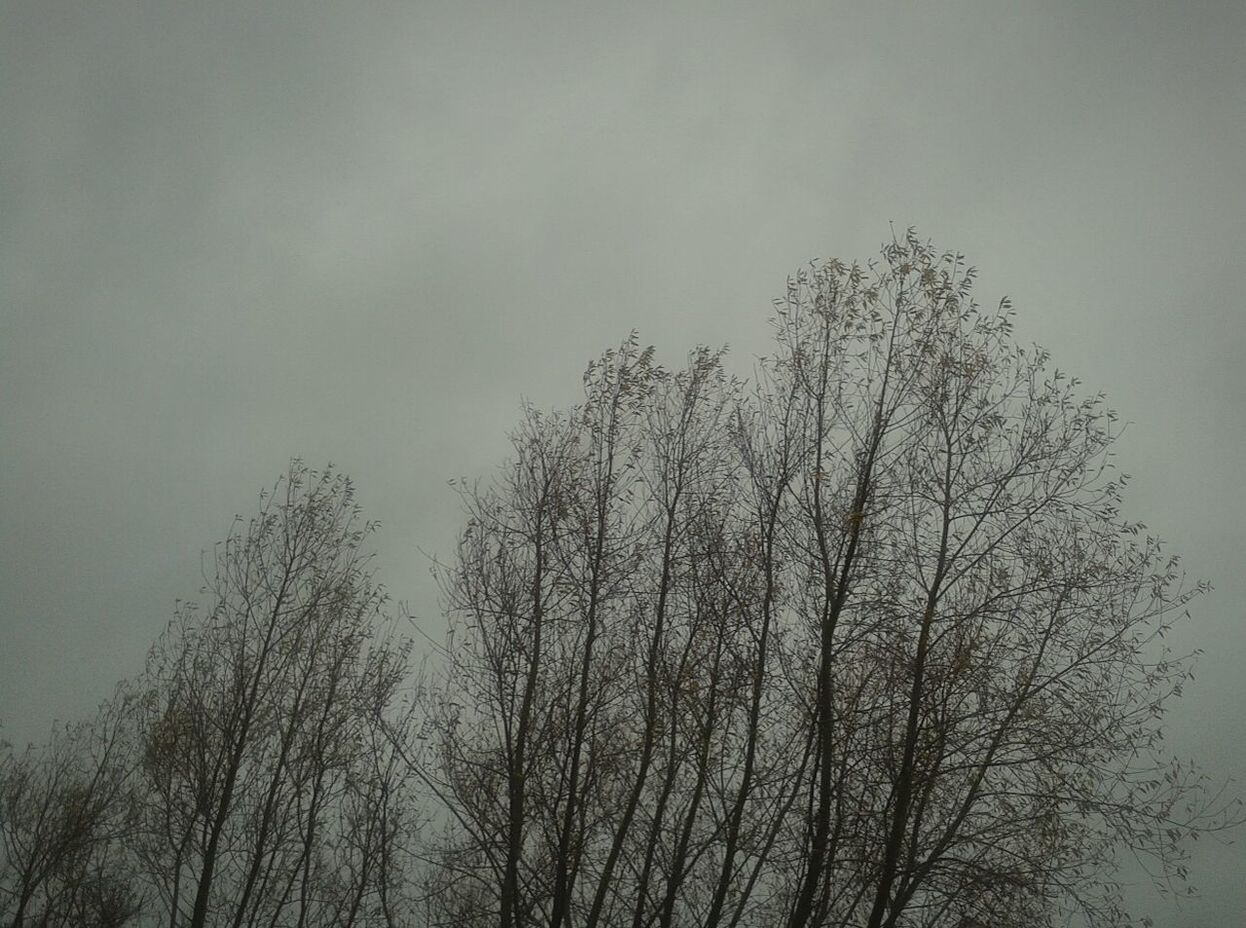 LOW ANGLE VIEW OF BARE TREES AGAINST SKY