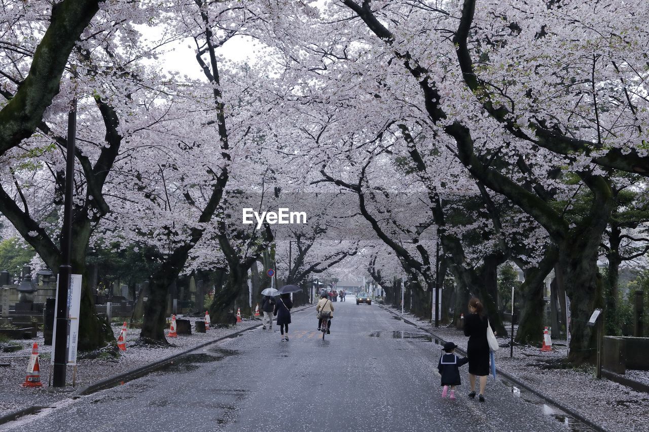 PEOPLE IN FLOWER TREES AGAINST SKY