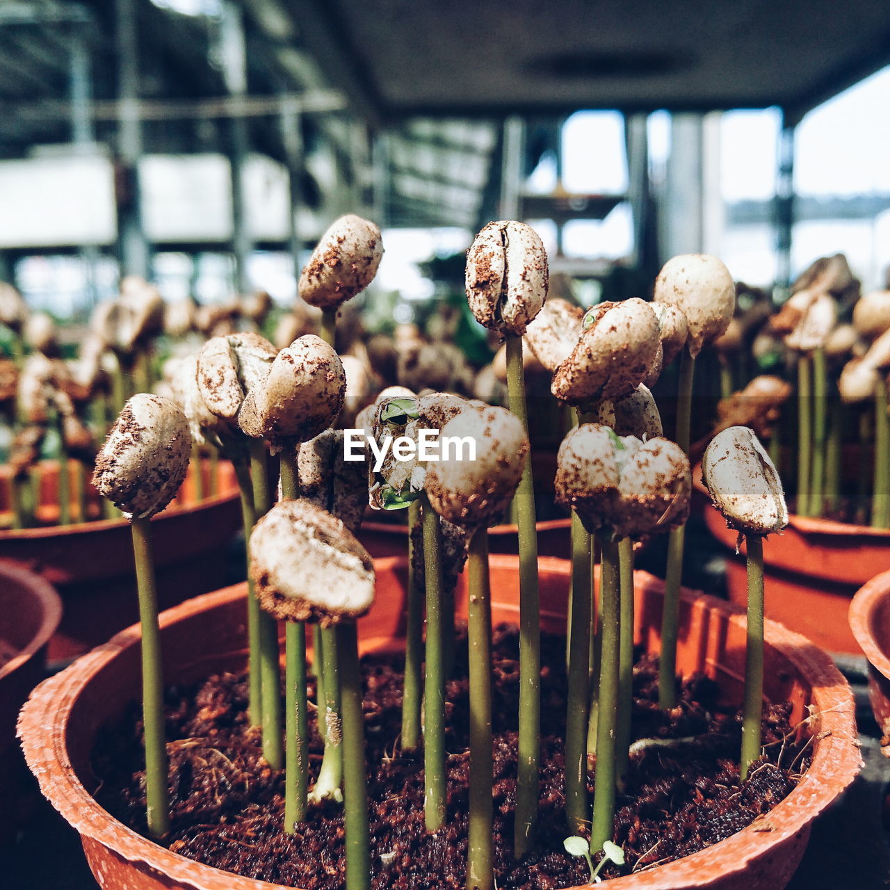 Mushrooms in potted plant