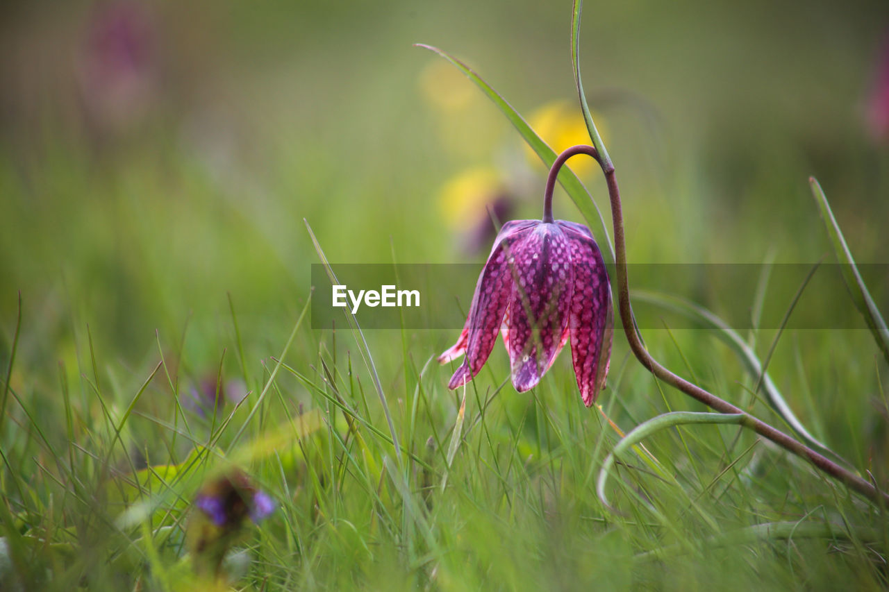 CLOSE-UP OF PURPLE CROCUS FLOWERS GROWING ON FIELD