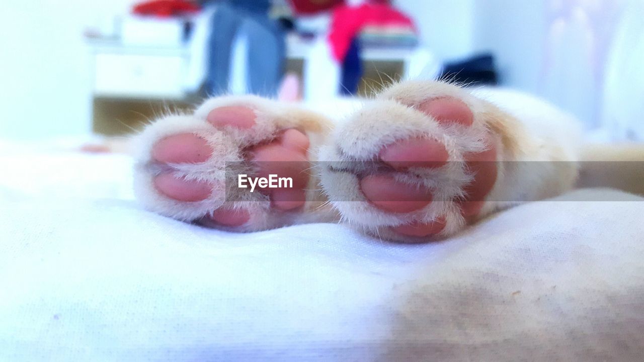 CLOSE-UP OF HUMAN HAND HOLDING ICE CREAM