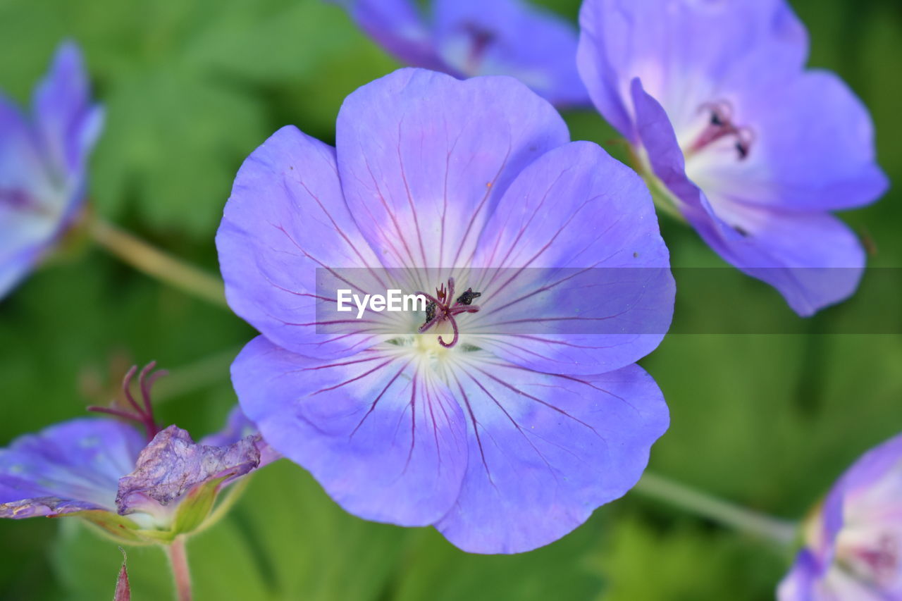 Close-up of purple flowering plant