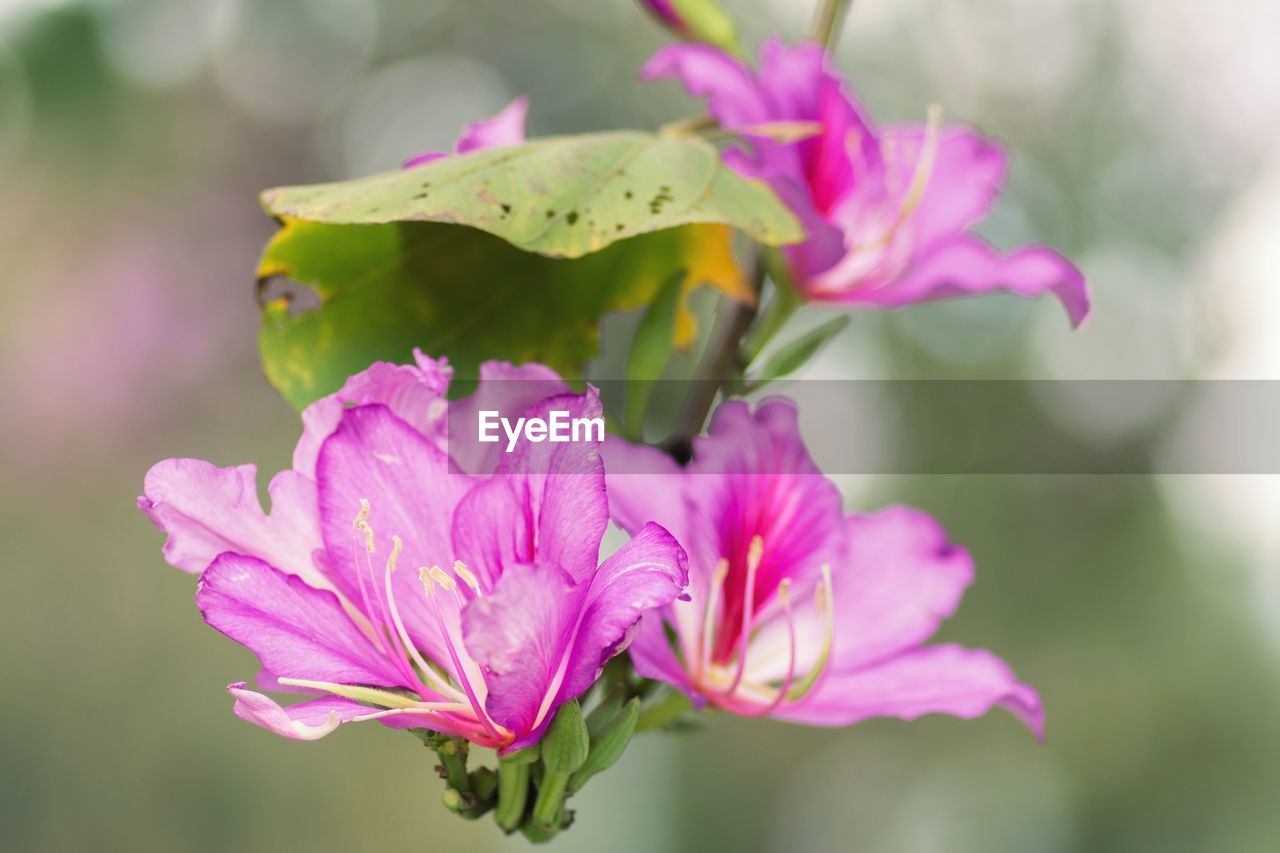 Close-up of pink flowering plant