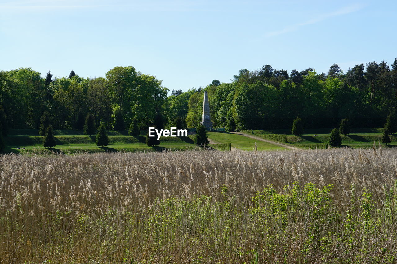 TREES ON FIELD AGAINST SKY