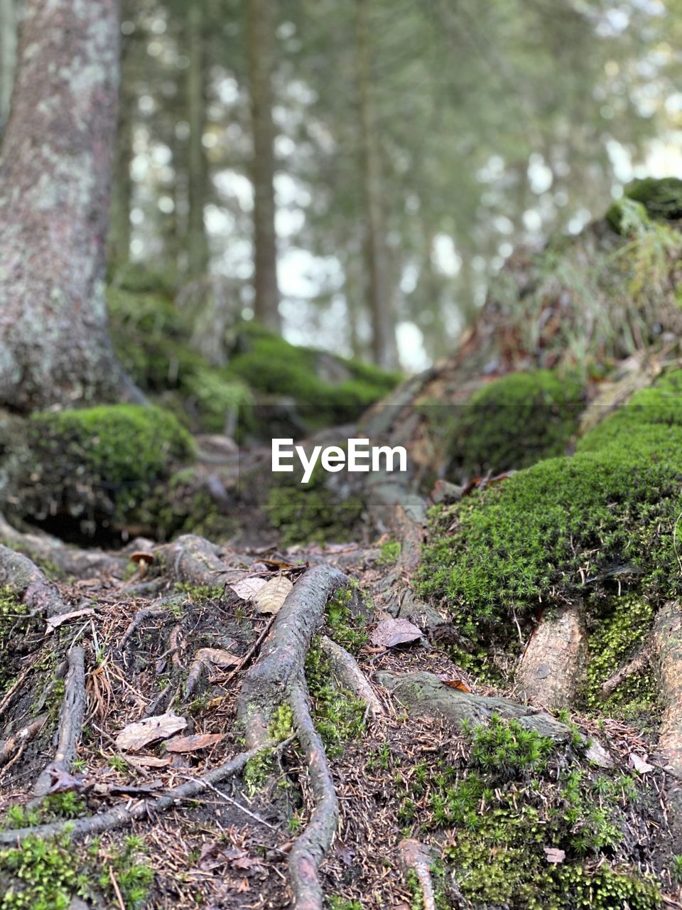 MOSS GROWING ON TREE IN FOREST