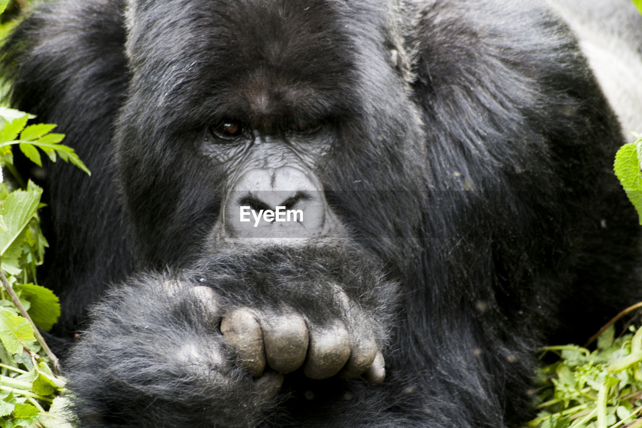 CLOSE-UP PORTRAIT OF BLACK