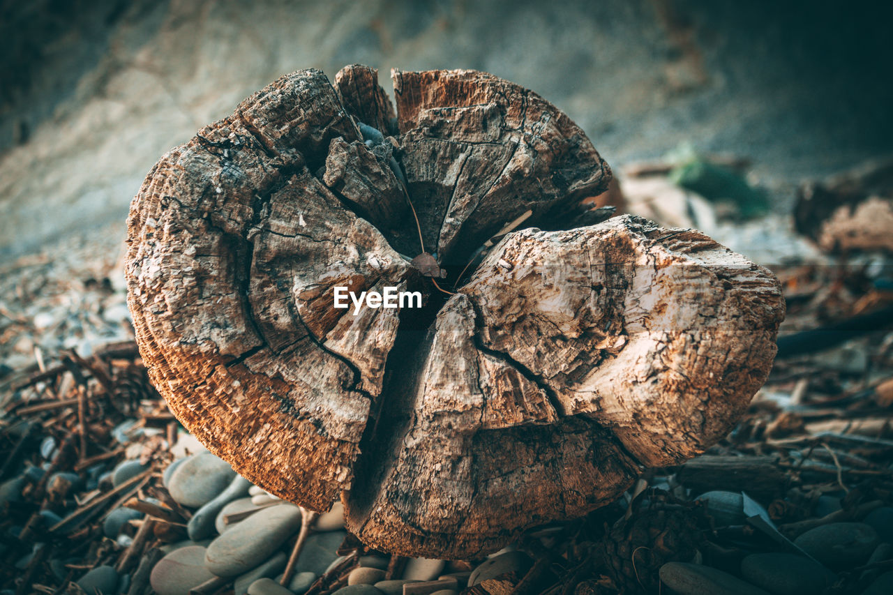 CLOSE-UP OF DRIED PLANT ON WOOD