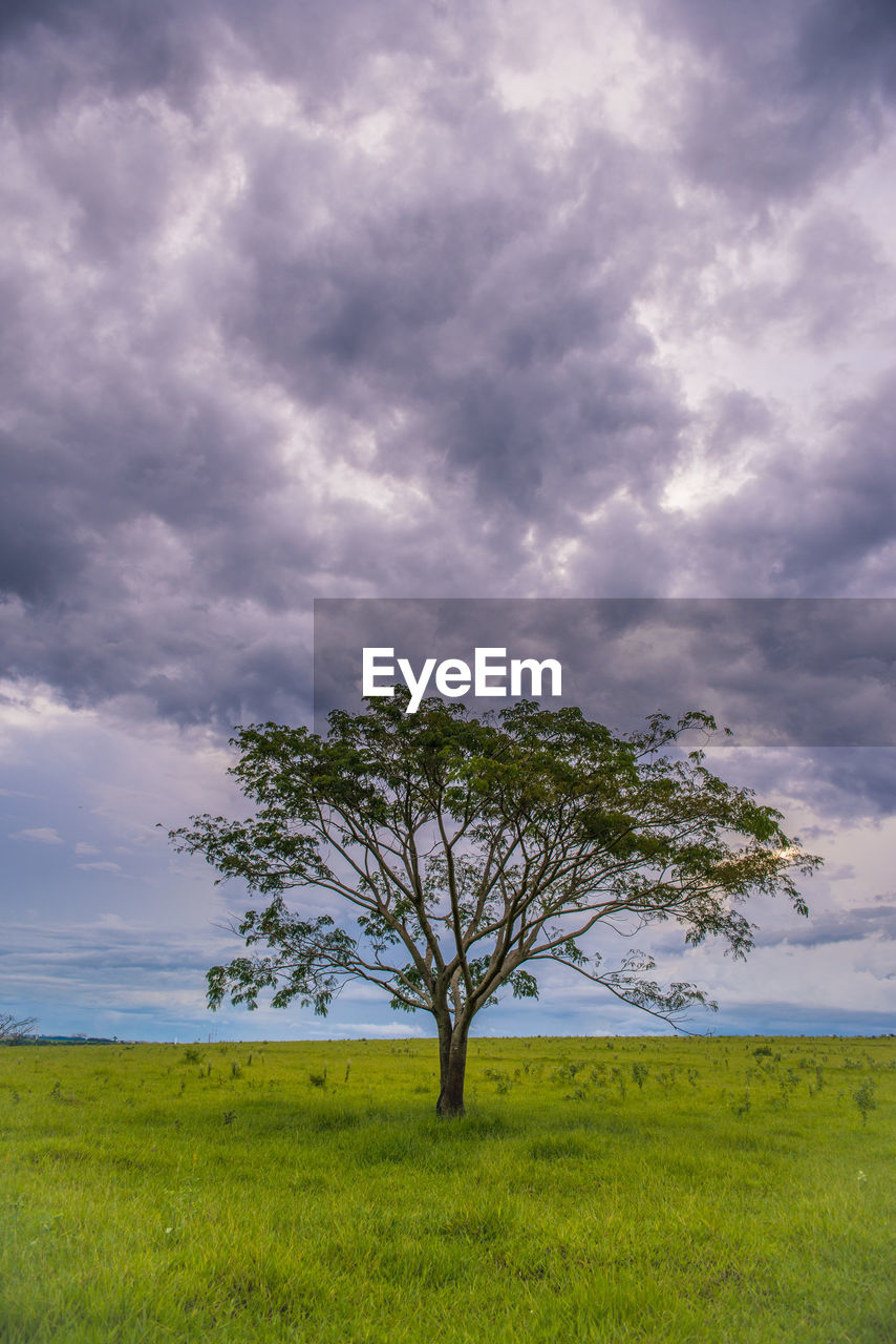 Tree on field against sky