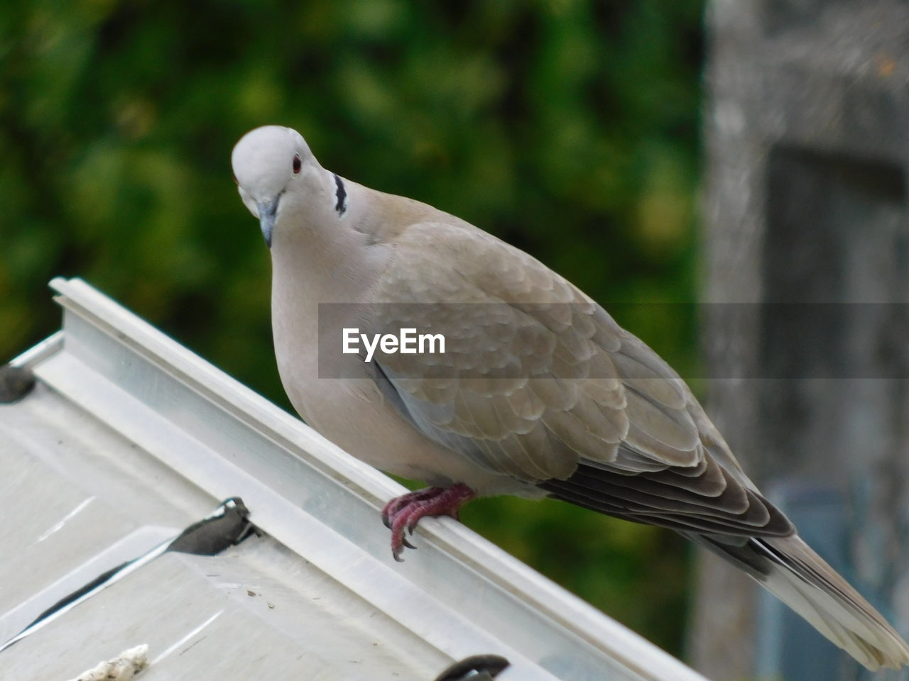 BIRD PERCHING ON RAILING